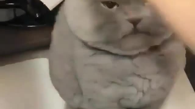 Don't annoy me human