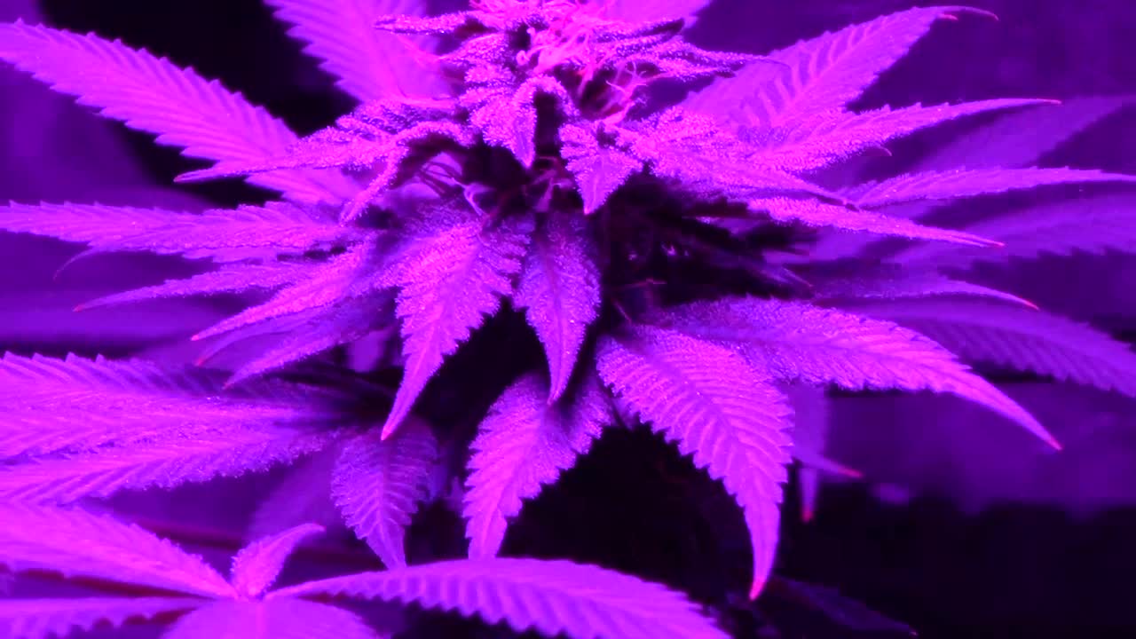 Batch # 5 of daddies growth journal