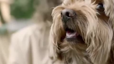 Top Funny Cute Dog Videos
