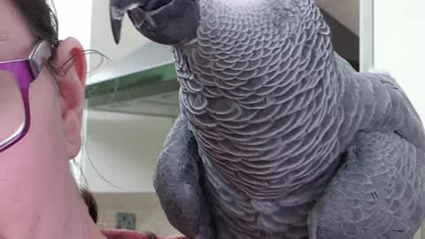 Amorous parrot tries to make babies with his owner