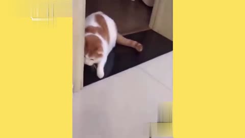 turkinh cat van too ecstatic to lovingly meet his best friend guinea pig abssineio