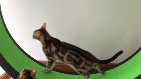 Cat fast running viral video