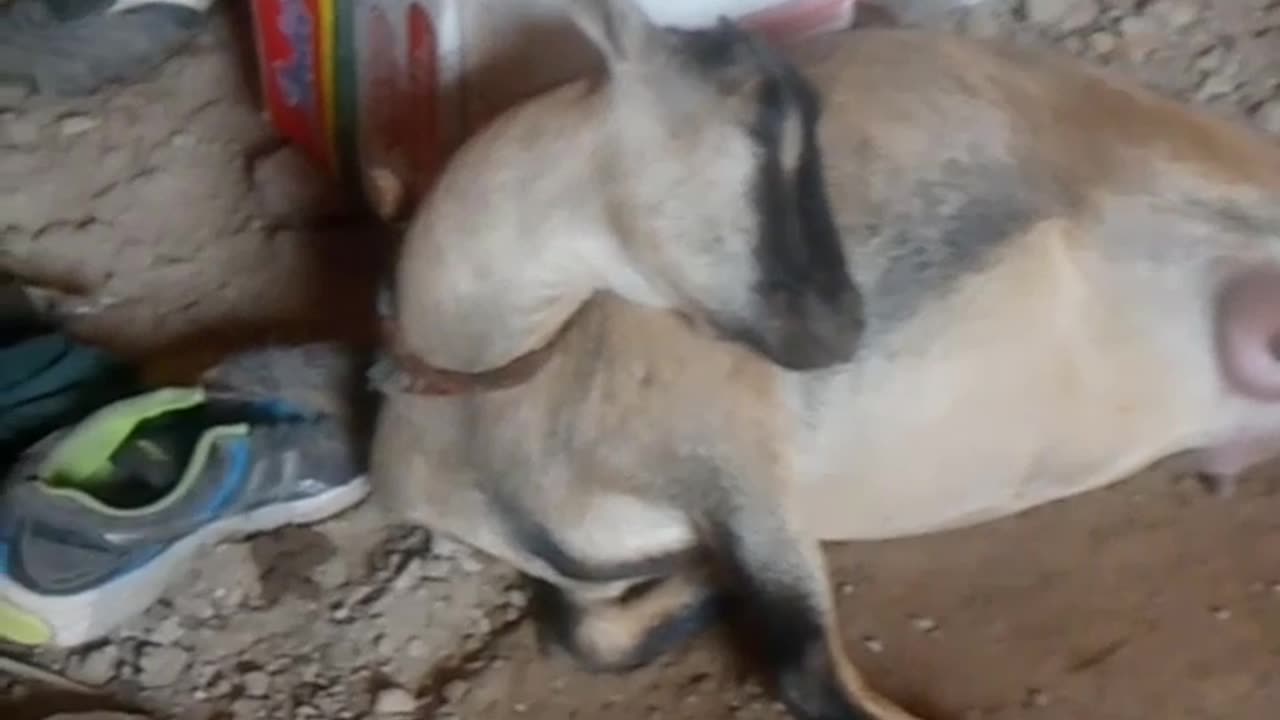 To Witness the Miracle: A Goat's Incredible Birth Struggle