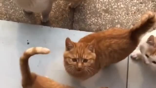 Cute kittys Meowing