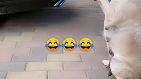 Smart Dog - Good Job - Super Cool shorts full funny