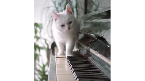 Cat Playing piano