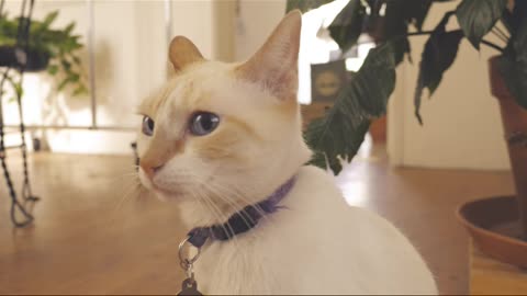 A white cat sits in front of a white wall