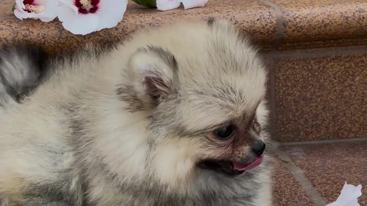 Funniest Animals 2023 ππ Best Cats and Dogs Videos πΆπΈ