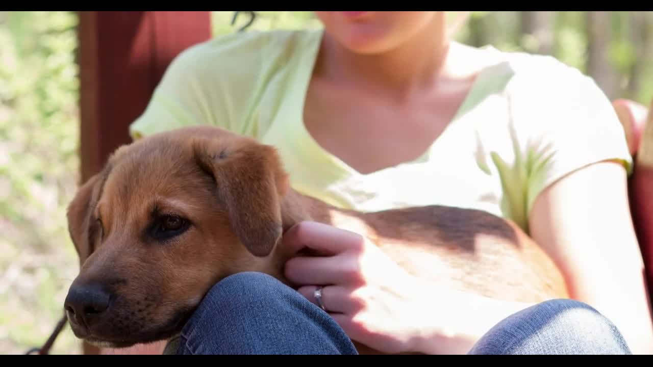 Dog on owners lap