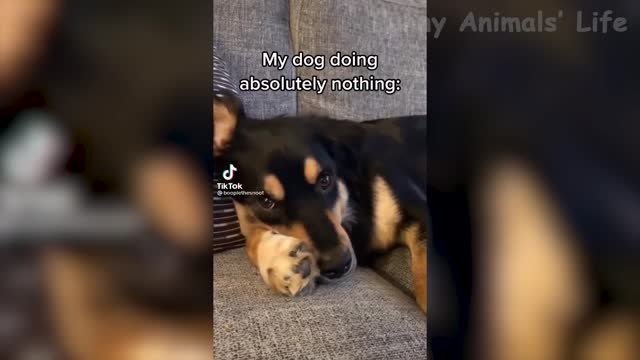 Funny Animal Life