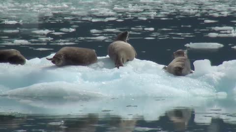 sea Lions