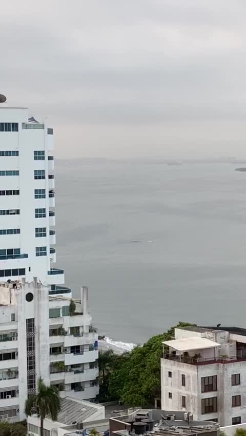 Delfines en la bahía