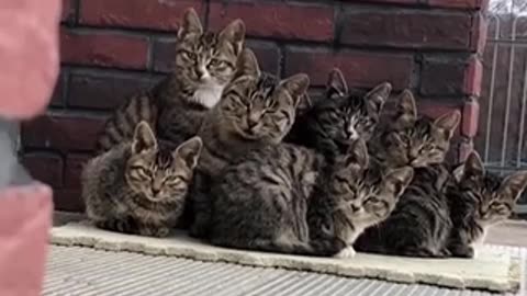 funny animal video 2024