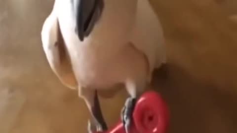 VERY FUNNY MONKY FARTS Enjoy