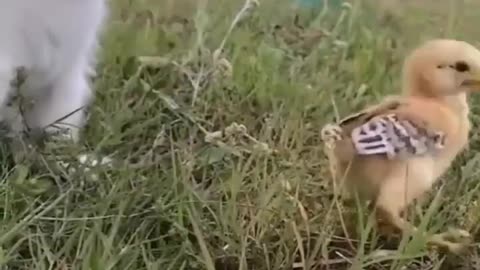 I will catch you meow meow <3