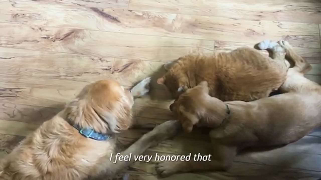 Two Dogs Fall Head Over Paws For This Cat