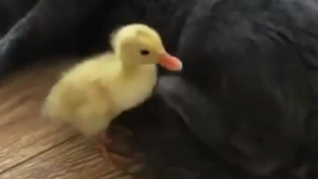 cute animal cat kicking ducklings
