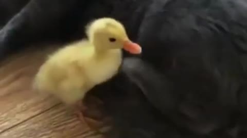 cute animal cat kicking ducklings