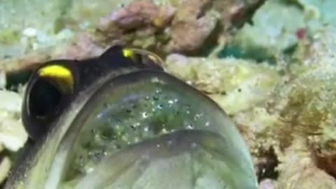 Most Beautiful Exotic Fish Of The Sea #shorts #shortvideo #video #virals #videoviral