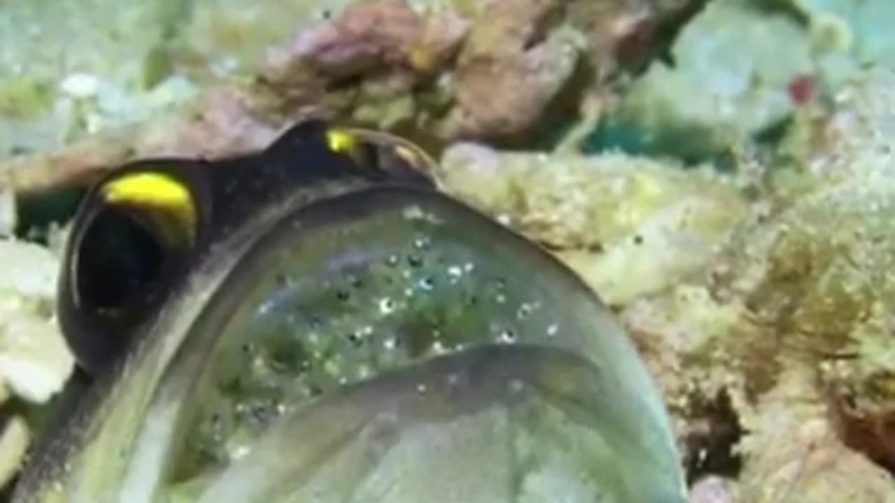 Most Beautiful Exotic Fish Of The Sea #shorts #shortvideo #video #virals #videoviral