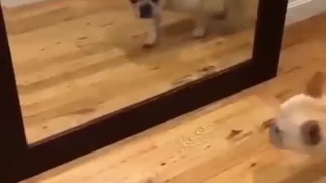 ps🐶_ #funny Cute Dogs #shorts Video🤣_ #trending #animals #reels