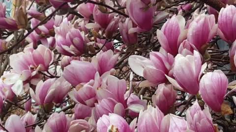 Relaxing Music | Sleeping, Meditation, Stress Relief | [1645] ⭐️