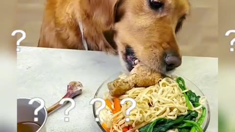 Dog eating well