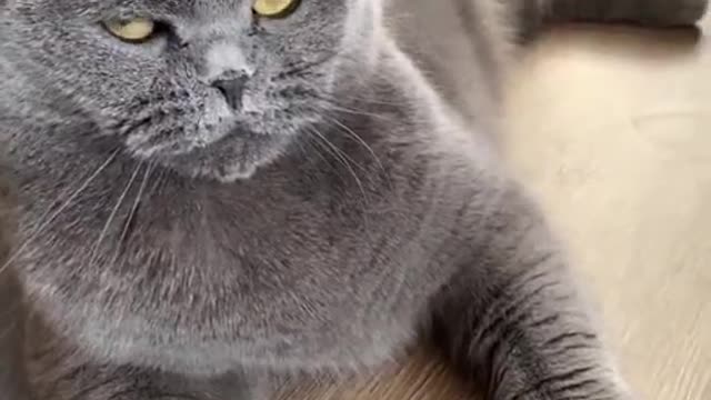 Funniest Animals - Best Of The 2022 Funny Animal Videos #56