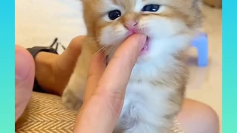 Cute and Funny Cat Videos Compilation _#short