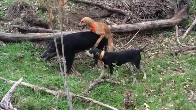 Just a Lil' Interspecies Loving