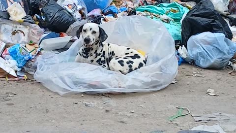 One of the most beautiful dogs