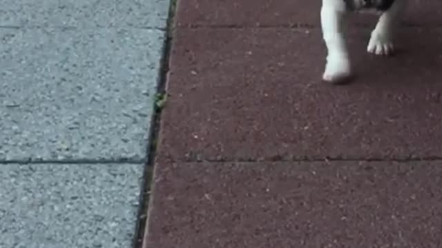 Slow Motion Puppy Cuteness