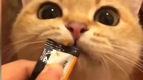 cat 😋😊video funny comedy😂🤣😂