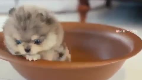 baby pomeranian ! cutedog reaction