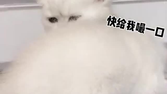 I am very cute please watch me