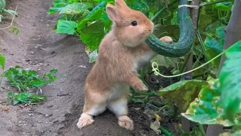 The little bunny sneaks into the vegetable garden to steal and eat cucumbers.