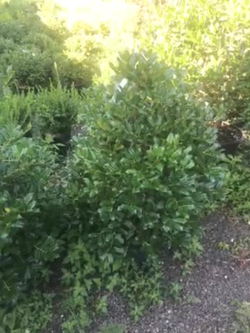 Nellie Stevens hollies at Highland Hill Farm call 215 651 8329