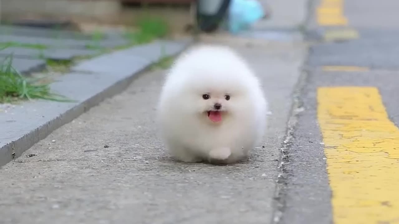 White minicup Pomeranian puppy (lovely puppy)