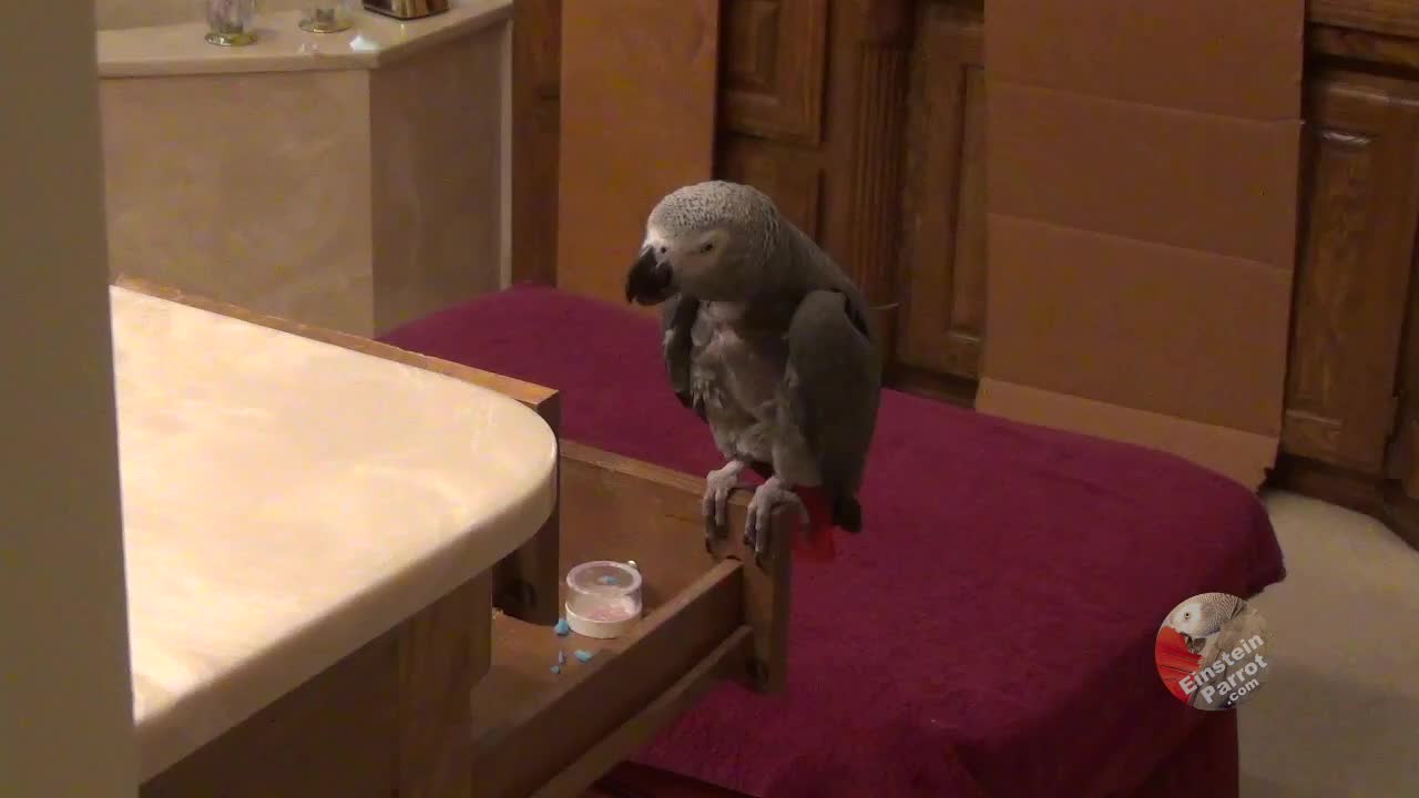 Hungry talking parrot plans a dinner buffet