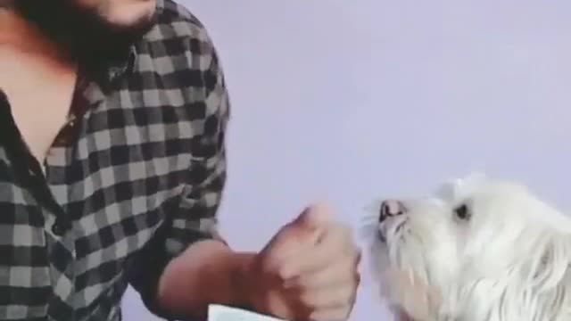 Cute dog helps out counting money