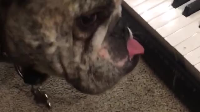 Bulldog is interested in piano when owner starts playing piano dog runs away