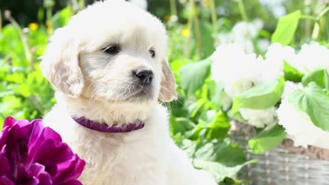 beautiful little golden retriever puppy in nature