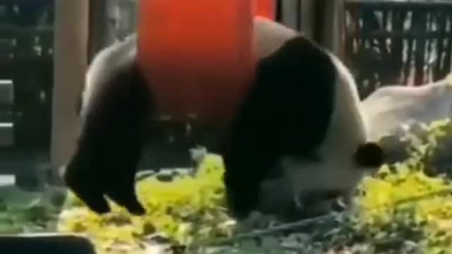 Cute pandas playing on the slide