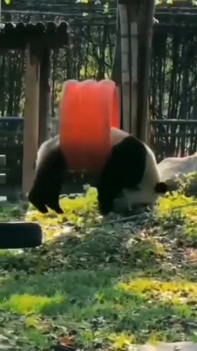 Cute pandas playing on the slide