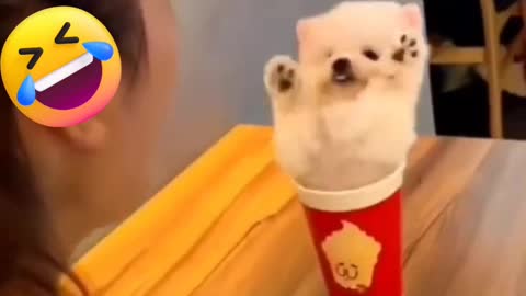 Puppy in cup of coffee