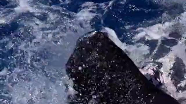 Endangered leatherback turtle attacks our boat!