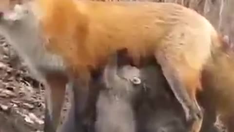 Fox feeding orphans bears