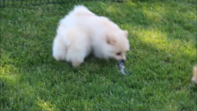 Fluffy Pomeranian compilation