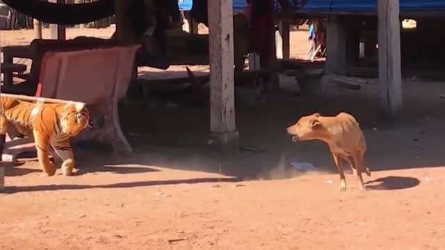 Troll prank dog funny||