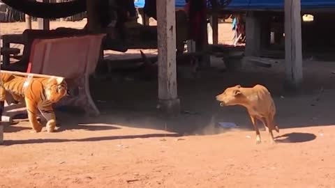 Troll prank dog funny||